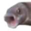 :pogfish:
